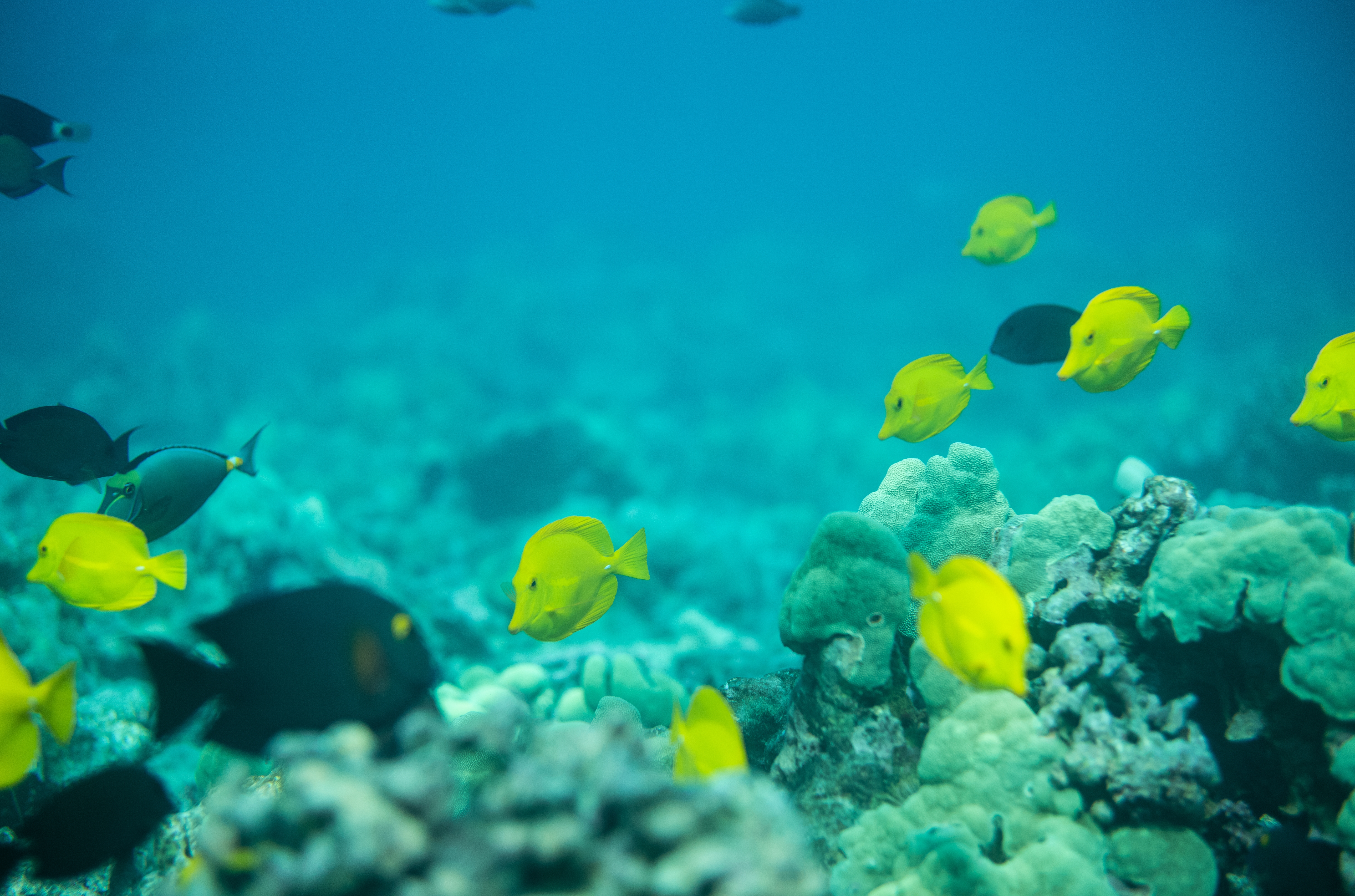 Stop Aquarium Fish Collection on Oʻahu
